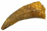 Cretaceous Fossil Crocodylomorph Tooth - Morocco #326239-1